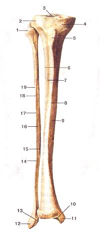  
  Рис. 65. Большеберцовая и малоберцовая кости (tibia et fibula).
  Вид спереди.
  I-головка малобериовой кости; 2-латеральный мыщелок больше-берцовой кости; 3-межмышелковое 
  возвышение; 4-медиальный мышелок; 5-бугристость большеберцовой кости; 6-межкостный 
  край; 7-латеральная поверхность; 8-передний край;9-медиальная поверхность; 10-суставная 
  поверхность лодыжки; 11-медиальная лодыжка; 12-латеральная лодыжка (мачоберцовой 
  кости); 13- суставная поверхность лодыжки (латеральной); 14-тело малоберцовой 
  кости; 15-медиальный (межкостный) край; 16-медиальная поверхность, 17-передний 
  край; 18-латеральный край; 19-лате-ральная поверхность.
  Fig. 65. Tibia et fibula. Вид спереди.
  1-caput fibulae; 2-condylus lateralis tibiae; 3-emenentia intercondy-laris; 
  4-condylus medialis; 5-tuberositas tibiae; 6-margo interosseus; 7-t'acies lateralis; 
  8-margoanterior; 9-facies medialis; lO-faciesarticularis malleoli; 11-malleolus 
  medialis; 12-malleolus lateralis (fibulae); 13-facies articularis malleoli (lateralis); 
  14-corpus fibulae; 15-margo medialis (interosseus); 16-facies medialis; 17-margo 
  anterior; 18-margo lateralis; 19-facies lateralis.
  Fig. 65. Tibia and fibula. Anterior aspect.
  1-head of fibula; 2-lateral condyle of tibia; 3-intercondylar eminence; 4-medial 
  condyle; 5-tibial tuberosity; 8-anterior border; 9-medial surface; 10-articular 
  facet of medial malleolus; 11-medial malleolus; 12-lateral malleolus ( of fibula); 
  13-articular facet of lateral malleolus; 14-body of fibula; 15-medial (interosseus) 
  border; 16-medial surface; 17-antcrior border; 18-lateraI border; 19-lateral 
  surface.